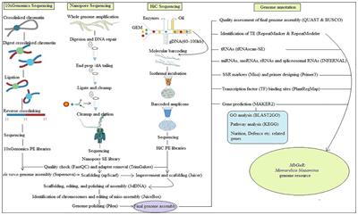 High-quality Momordica balsamina genome elucidates its potential use in improving stress resilience and therapeutic properties of bitter gourd